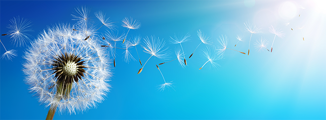 a dandelion seed head blowing in the wind