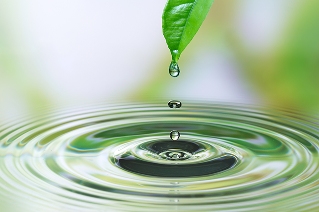 water drop from a leaf onto water making ripples