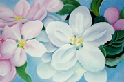 Apple Blossoms