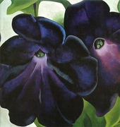 Black & Purple Petunias