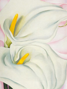 Two Calla Lilies on Pink