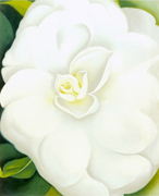 Camelia