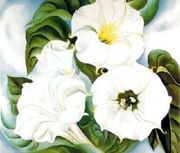 Jimson Weed