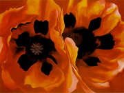 Oriental Poppies