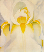 White Iris