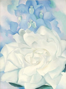 White Rose