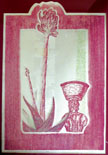 Plant of the Centuries
