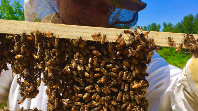 fully protected beekeeper and bees