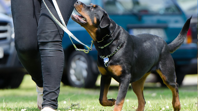 a very attentive dog on a leash in training class