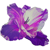 gladiola logo