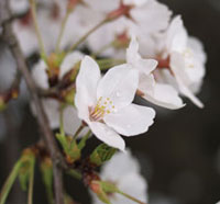 Arboretum Cherry