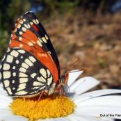 pollinator project