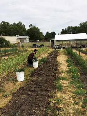 Leland Sanchez on the farm