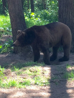 bear at wildlife images