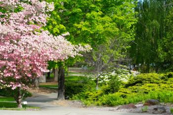 Redwood Campus in full bloom during the Spring